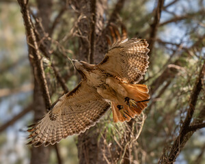 Red-tailed buzzard (Buteo jamaicensis) soaring through the forest