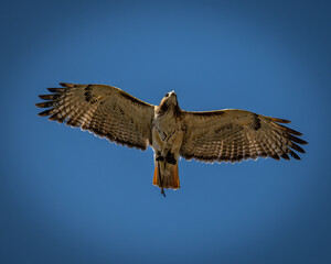 Red-tailed buzzard (Buteo jamaicensis) soaring against a blue sky