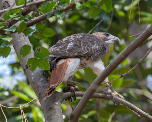 Red-tailed buzzard (Buteo jamaicensis) perched on a forest tree branch