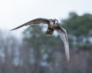 Majestic peregrine falcon (Falco peregrinus) soars above a meadow
