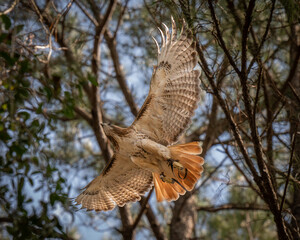 Majestic red-tailed buzzard (Buteo jamaicensis) soars above a meadow