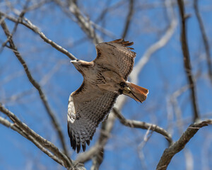 Majestic red-tailed buzzard (Buteo jamaicensis) soars above a meadow