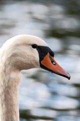 Fototapeta premium Beautiful white swan close up on blue background