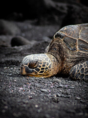 Sea turtle on a dark rocky coast with gray pebbles
