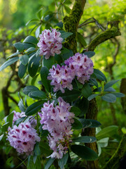 Schöne blühende Rhododendron im Park