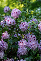 Schöne blühende Rhododendron im Park
