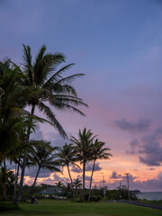 Palm trees in a green meadow at sunset