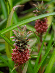 Close-up of an unripe pineapple with lush leaves