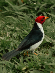 Yellow-billed cardinal surrounded by green foliage