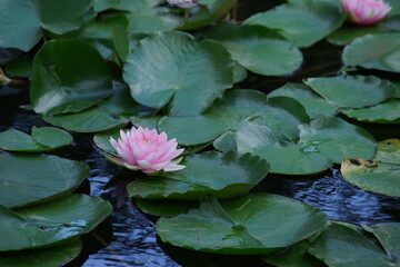 Pinkish-white water lily with green lily pads floating on pond's surface