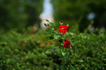 Red roses blooming in the garden against the backdrop of green foliage