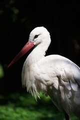 White stork against a dark background