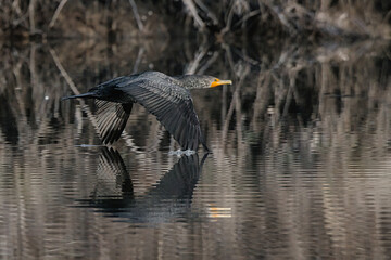 Great Cormorant flying low, wings skimming water's surface