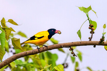Birds of India, Black-hooded Oriole perched on a tree, Assam, India