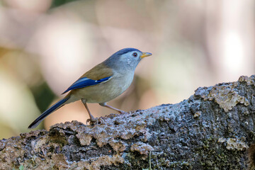 Birds of India: Blue-winged Minla on a tree, Sattal, Uttarakhand, India