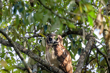 Birds of India: Brown Wood Owl in Sattal, Uttarakhand, India