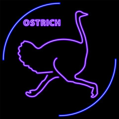 ostrich neon sign, modern glowing banner design, colorful modern design trend on black background. Vector illustration.
