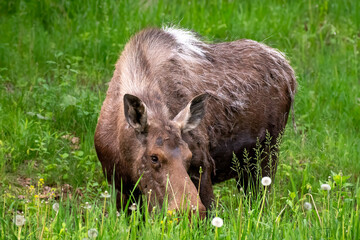 female moose grazing in the grass