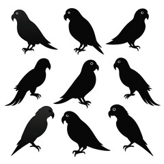 Set of conure birds animal Silhouette Vector on a white background