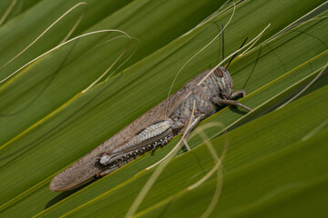 Grasshopper insect perched on a leaf by grass