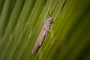 Grasshopper insect perched on a leaf by grass