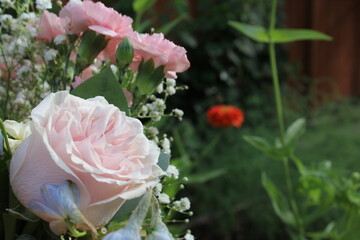 Rose surrounded by blooming flowers and bushes in a garden