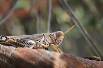 Close-up of a grasshopper perched on branches