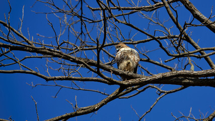 Red Tailed Hawk at Thornwald Park in Carlisle, Pennsylvania