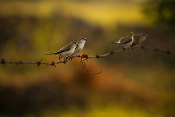 Indian silverbill birds perched on wire with a blurred background
