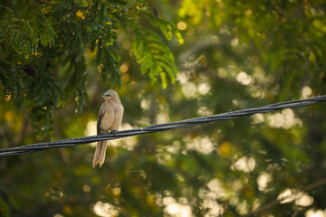 Large grey babbler perched on a power line