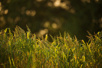 Sunset over a grass field with trees and bushes, nature background