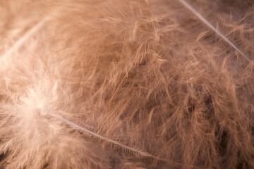 Soft, delicate feathers creating a beautiful background