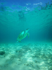 Naklejka premium a sea turtle on a reef in the caribbean sea
