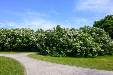 Bushes of blooming white lilacs in the park on the background of a blue sky with footpaths.