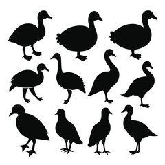 Set of coot animal Silhouette Vector on a white background