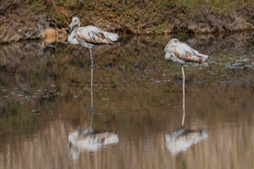 Two juvenile flamingos resting in the water