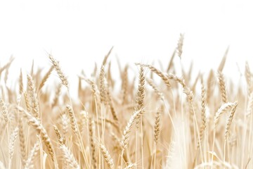 Obraz premium Bohemian Style Wheat Field with Vintage Filter