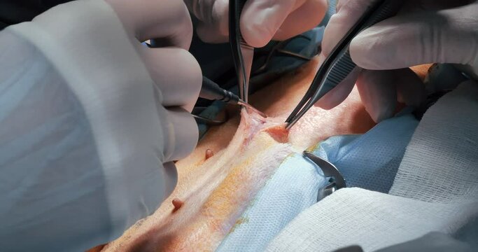 Close-up. During the operation, the surgeon makes an incision in the abdominal wall of the pet. Abdominal surgery in a veterinary surgery clinic. Concept of surgery on a pet.