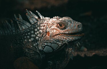 Close-up of an iguana from Mucura island in Colombia