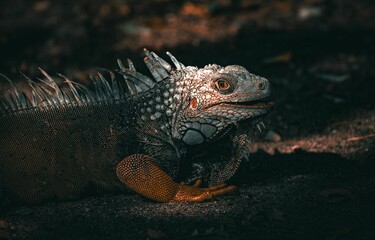 Close-up of an iguana from Mucura island in Colombia