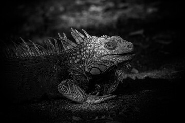 Close-up of an iguana from Mucura island in Colombia