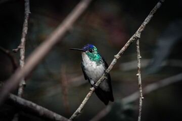 Hummingbird of the Andean Mountains in Colombia