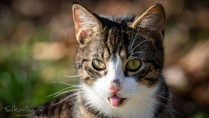 Big cat seated on lush grass, sticking out its tongue