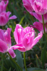 Tulip Backpacker. Exquisite and rare varieties of flowers for gardens, and parks