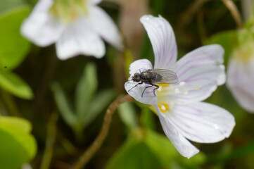 Close-up of a fliege on a white flower with lush green leaves in the background