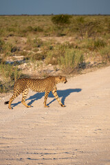 cheetah in etosha national park, namibia