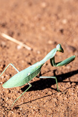 praying mantis on the ground