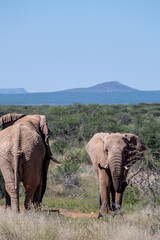 Obraz premium elephants in etosha national park and zannier park, namibia