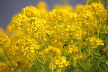 菜の花