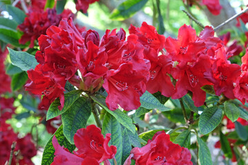 Red Rhododendron azalea ‘Thunderstorm’ in flower.